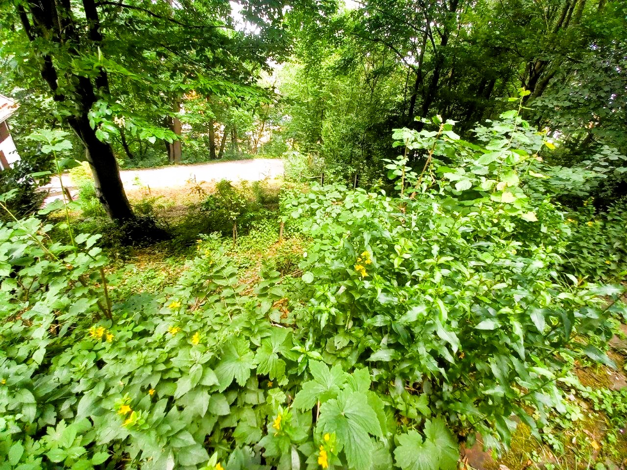 Blick-vom-Gartenhaus