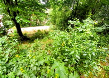 Blick-vom-Gartenhaus